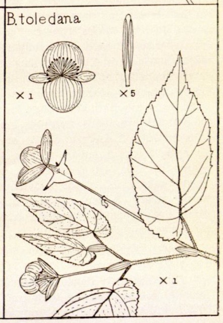 B. toledana var. toledana